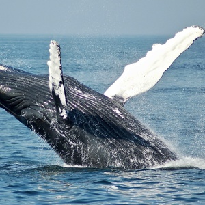 Baleine