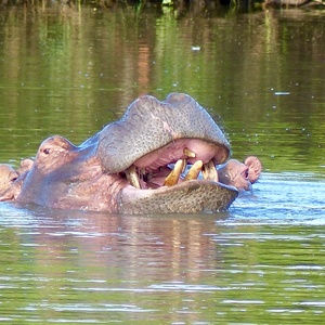 Hippopotame