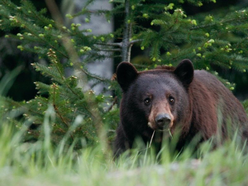 Nourrissage des ours