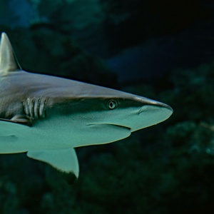 Requin