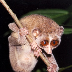 Loris
