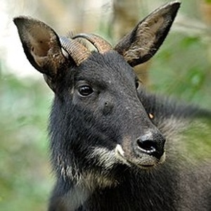 Saro/Goral