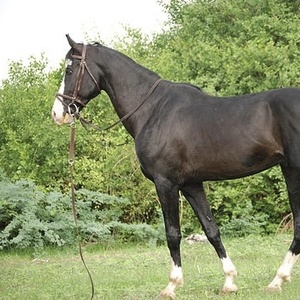 Cheval Marwari et Kathiawari