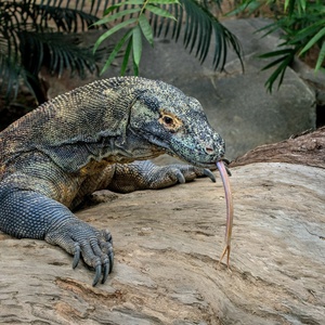 Varan
