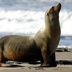 Lion de mer ou Otarie