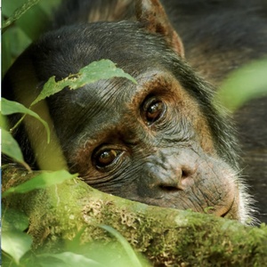 Rencontres animales