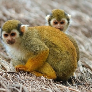 Singes
