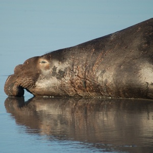Éléphant de mer (phoque)