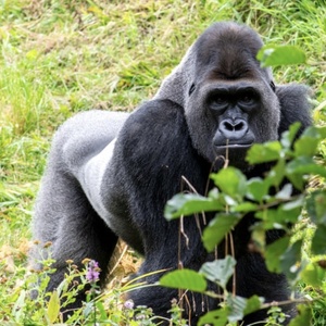 Sur la terre des animaux 