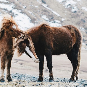 Cheval islandais