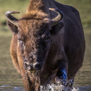 Bison