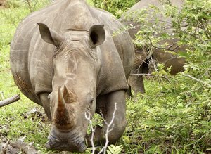 Rhinocéros