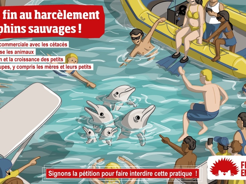 Nage avec les dauphins