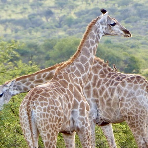 Girafe