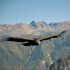 Condor