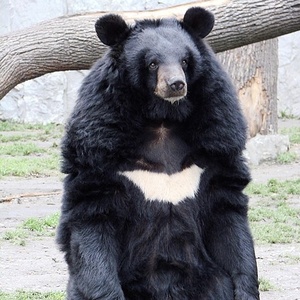 Ours noir
