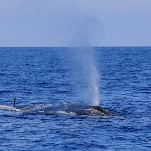 Rorqual