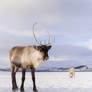 Caribou