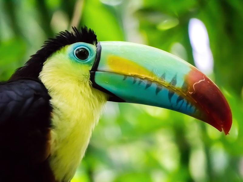 Toucan
