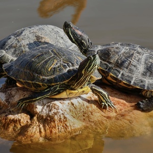 Tortue aquatique