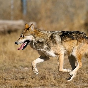 Loup du Mexique