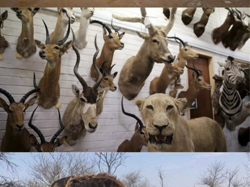 Chasse &amp; mise à mort