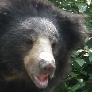Ours lippu