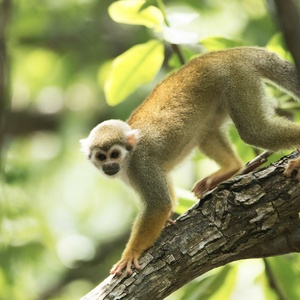 Petits singes