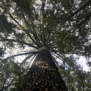 Reforestation