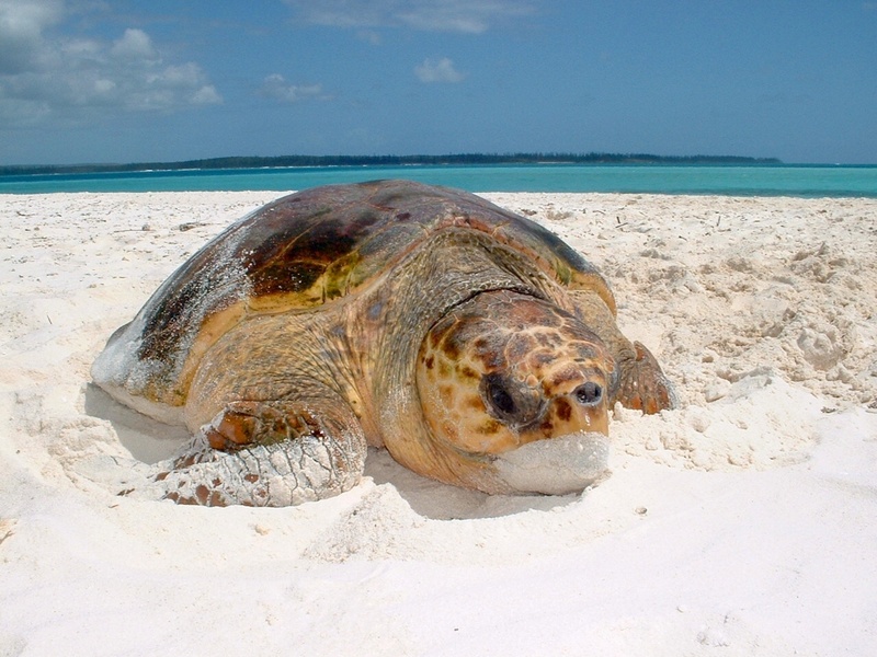 Tortue marine