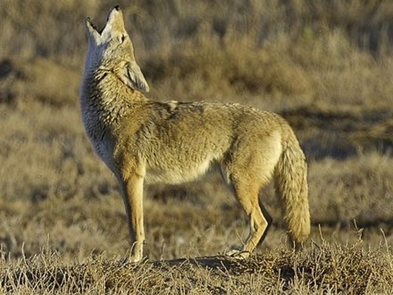 Coyote