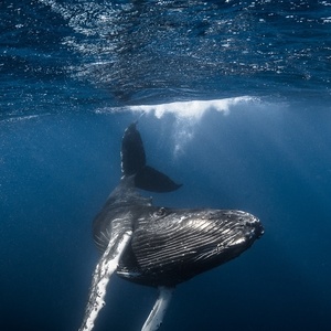 Conservation des espèces