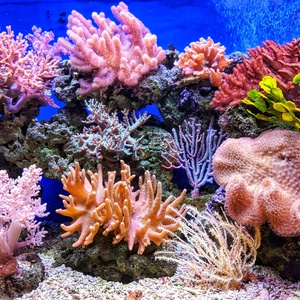 Corail