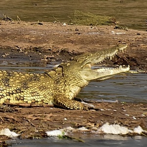 Crocodile