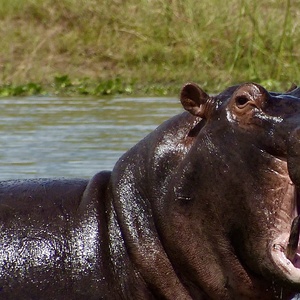 Hippopotame