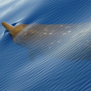 Baleine à bec