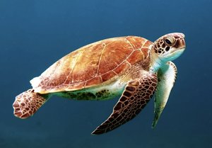 Tortue marine