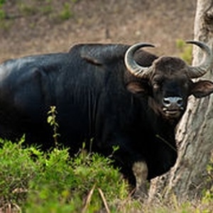 Gayal/Gaur