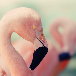Flamant rose