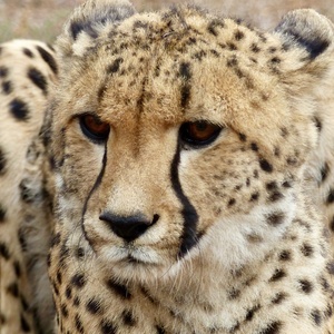 Guépard