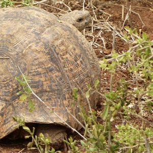 Tortue terrestre