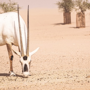 Oryx
