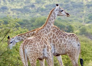 Girafe