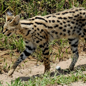 Serval ou chat sauvage