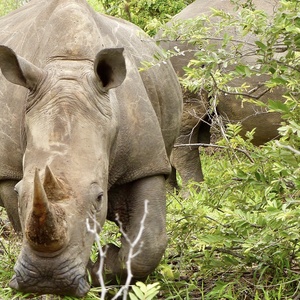 Rhinocéros