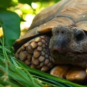 Tortue terrestre