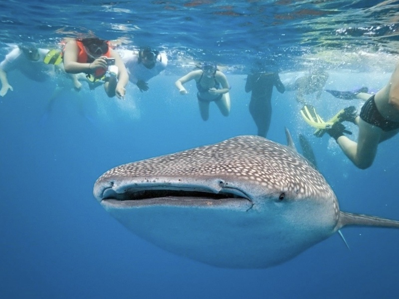 Pourchasse et interactions