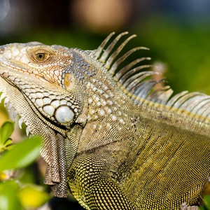 Iguane