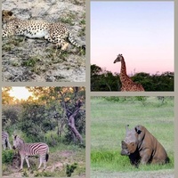 Olivier. M (Afrique du Sud)