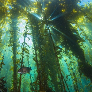 Plantation de forêts sous‑marines